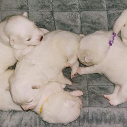 American Eskimo Dog Puppies from SkyFlyer Eskies