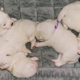 American Eskimo Dog Puppies from SkyFlyer Eskies
