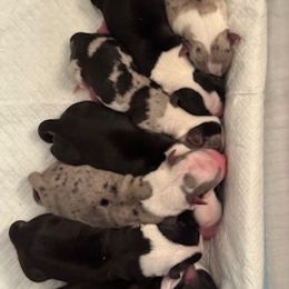 Boy 1 - Blue merle and white male Cardigan Welsh Corgi puppy in Huntington Beach, California from Lucky Puppies