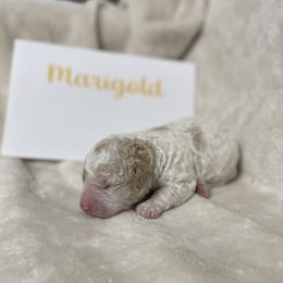 Marigold - White female Lagotto Romagnolo puppy in Minster, Ohio from 1880 Lagotto
