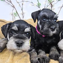 Miniature Schnauzer Puppies from Halo Schnauzer