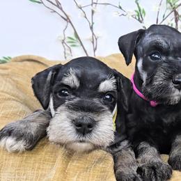 Miniature Schnauzer Puppies from Halo Schnauzer
