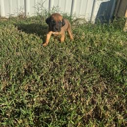 Girl 3 - Red female Bloodhound puppy in Tahlequah, Oklahoma from HNH Hounds