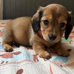 Orange collar girl. Her color will get lighter as she ages. - Sable female Dachshund puppy in Isabel, South Dakota from Blessed Beyond Doxies