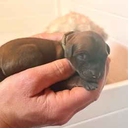 Boy 5 - Wheaten male Soft Coated Wheaten Terrier puppy in Fowler, Ohio from Warzalas wheatens