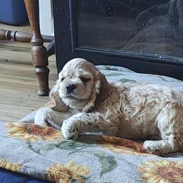 Cocker Spaniels from April Stich