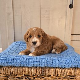 Ginger - Red  female Goldendoodle puppy in Floyd, Virginia from Hearts and Paws Poodles and Doodles