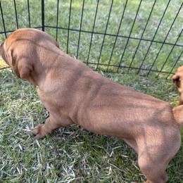Vizsla Puppies from April Wolf