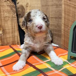 Jolene - Red merle female Aussiedoodle puppy in Lavonia, Georgia from H & A Kennels