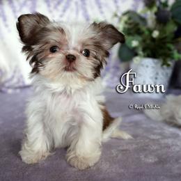 Fawn - Sable female Mi-Ki puppy in Elizabeth, Colorado from Royal T Mi-Kis