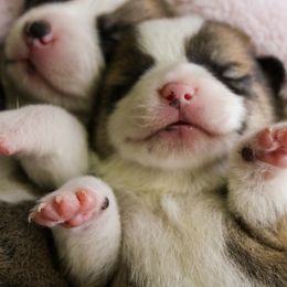 Pembroke Welsh Corgi Puppies from Ridge Top Corgis