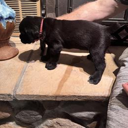 Cane Corso Puppies from Protectors in the Palms