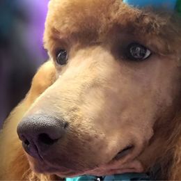 Scarlett - Poodle