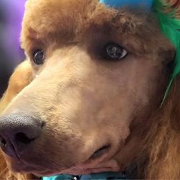 Scarlett - Poodle