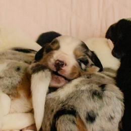 1 Girl - Blue merle female Australian Shepherd puppy in Burkesville, Kentucky from Bline’s Awesome Aussies & Doxies at the Bline Family Farm