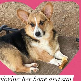 Sophie - Pembroke Welsh Corgi