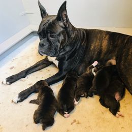 Boxer Puppies from Good Breeders