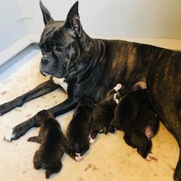Boxer Puppies from Good Breeders