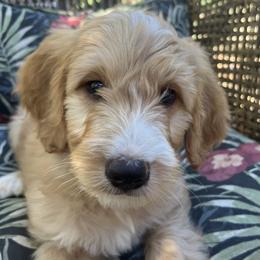 Anchor - Red  male Goldendoodle puppy in Placerville, California from New Dawn Poodles and Doodles