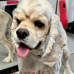 Mercedes - Buff female Cocker Spaniel puppy in Haines City, Florida from Camic Cockapoos