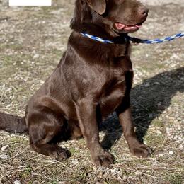 Thunder - Labrador Retriever