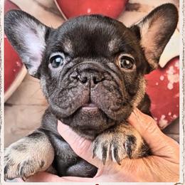 Girl 5 - Unity - Tricolors female French Bulldog puppy in Elberton, Georgia from Ioney's Southern Paws Shelties, Frenchies, and Yorkies