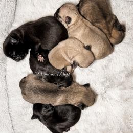 Toby - Black male Pug puppy in Shady Hills, Florida from Premium Pugs