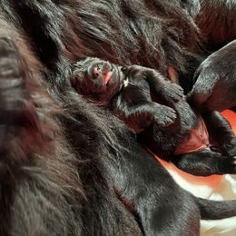 Girl 2 - Black female Newfoundland puppy in Shingletown, California from Astreas Newfoundlands