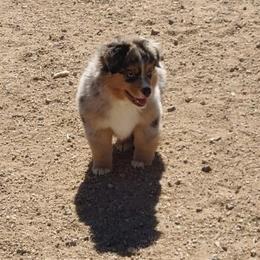 Dexter - Blue merle Miniature American Shepherd puppy in Kingman, Arizona from MercyMe Miniature American Shepherds