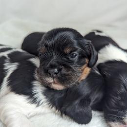 Felicity - Black and tan female Cavalier King Charles Spaniel puppy in Seymour, Missouri from Painted Blessing's AKC Cavaliers LLC