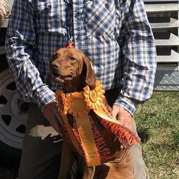 Irma - Vizsla
