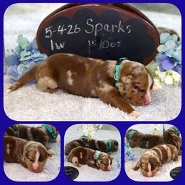 Sparks - Red merle male Australian Shepherd puppy in Levelland, Texas from Once Upon a Time Aussies