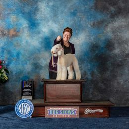 Tobias - Bedlington Terrier