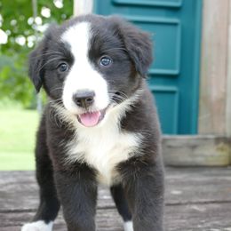 Girl 6 - Brandy - Black and white female English Shepherd puppy in California, Missouri from Oerly's English Shepherds