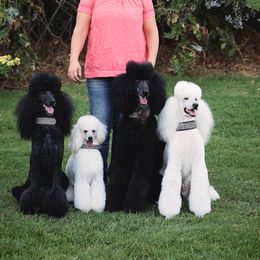 Poodle All Grown Up from Savicah Poodles