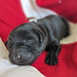 Labrador Retriever Puppies from BAK Forty Ranch