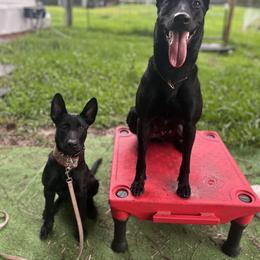 Belgian Malinois and Dutch Shepherd Puppies from Berserker Malinois Kennel