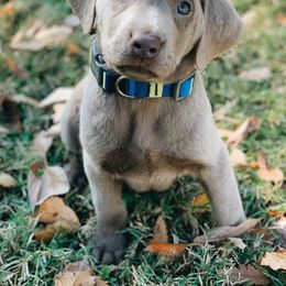 Dilute Retriever Puppies from Silver Bullet Labradors