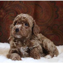 Sam - Apricot male Poodle puppy in Somerset, Ohio from Odyssey Pups