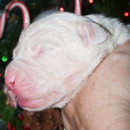 Abominable Snowman - White male Dogo Argentino puppy in San Diego, California from Debonair Dogos