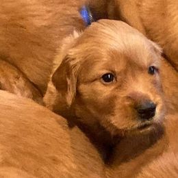 Boy 1 - Dark golden Golden Retriever puppy in Salem, Oregon from Baker’s Goldens