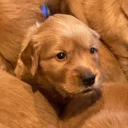Boy 1 - Dark golden Golden Retriever puppy in Salem, Oregon from Baker’s Goldens