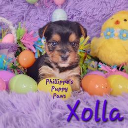 Xolla - Black and tan female Yorkshire Terrier puppy in Adair, Oklahoma from Phillippe's Puppy Paws
