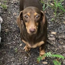 Sabrett - Dachshund
