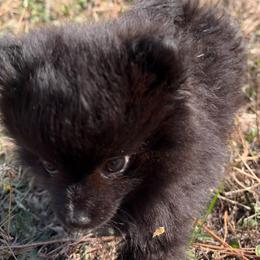 Bitty - Black parti male Pomeranian puppy in Scio, Oregon from Mac Daddy Poms