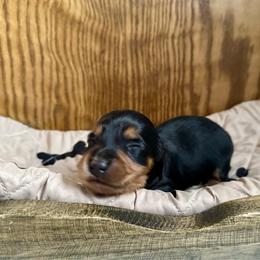 Peep - Black and tan female Dachshund puppy in Wolf Lake, Indiana from Canisteo Dachshunds