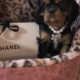 Cavalier King Charles Spaniel Puppies from Cavalier Kisses