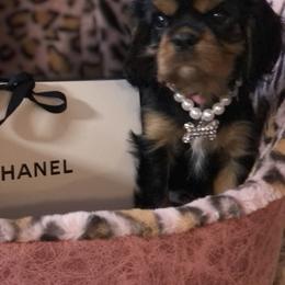 Cavalier King Charles Spaniel Puppies from Cavalier Kisses