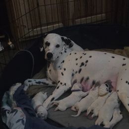 Dalmatian puppies from Delaney's Dalmatians 2