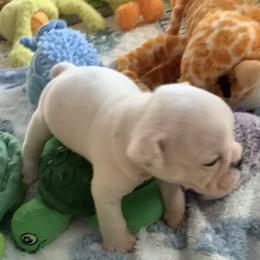Boy1 - White male Bulldog puppy in Tierra Verde, Florida from Destiny Kennel